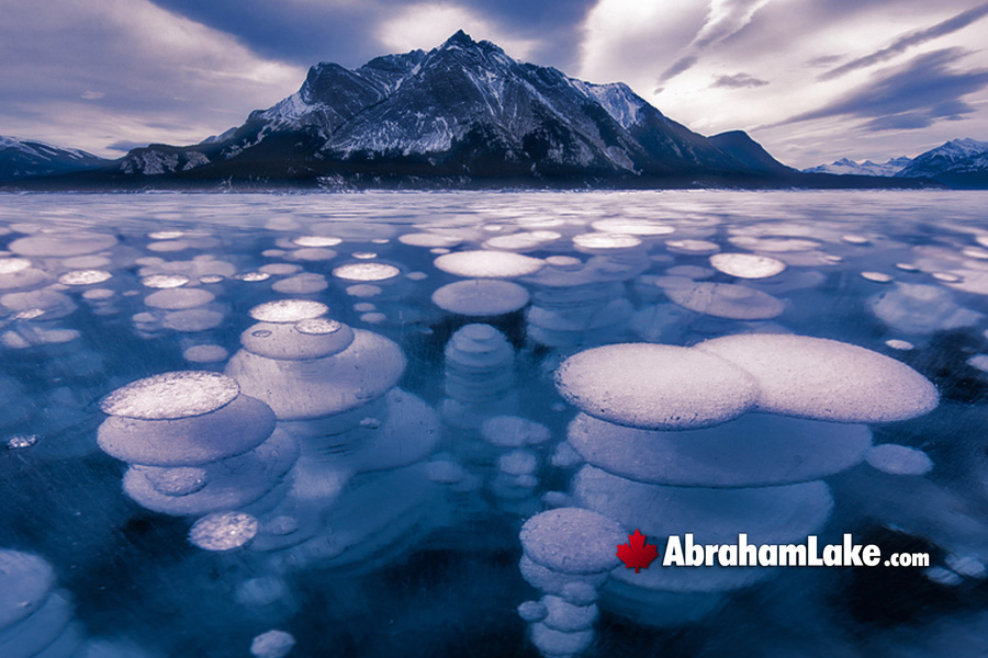 Frozen Methane Bubbles at Abraham Lake